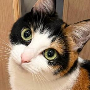 ドアの向こうに行きたい猫→『足元』を見てみると…まさかの『アピール方法』に「なんてかしこい」「可愛いね」と1万8000いいね