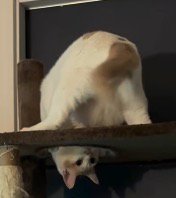 キャットタワーに登っている猫