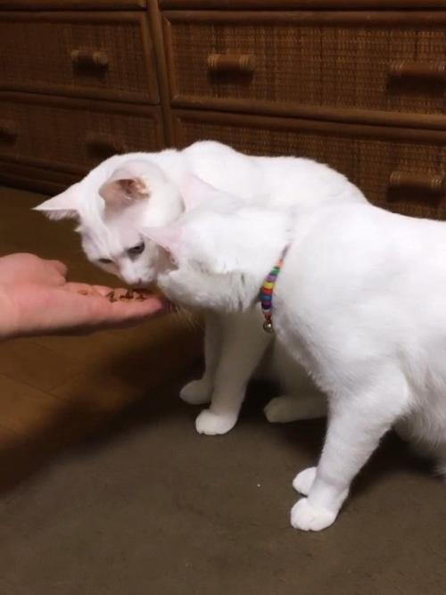 人の手に乗ったおやつを見る猫たち