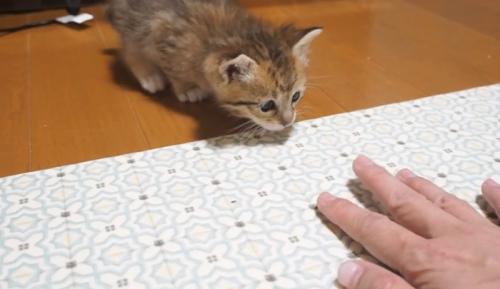 手を見ている子猫