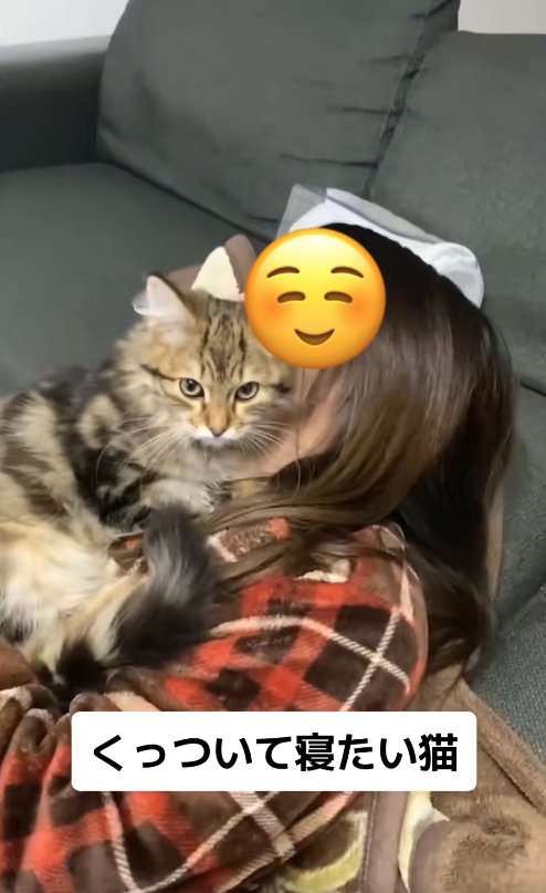 飼い主の首元で丸くなっている猫