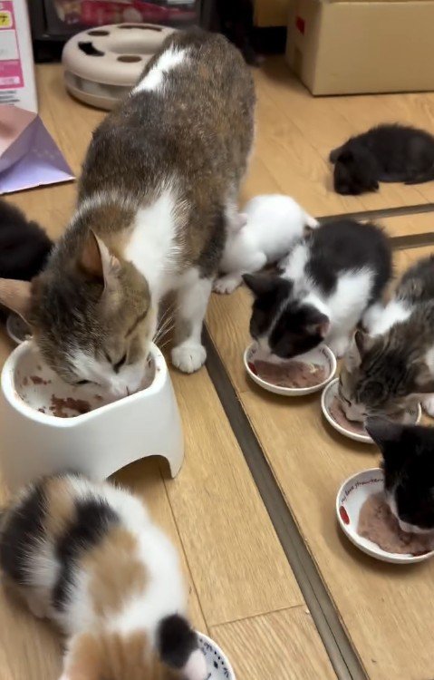 ごはんを食べる猫の親子