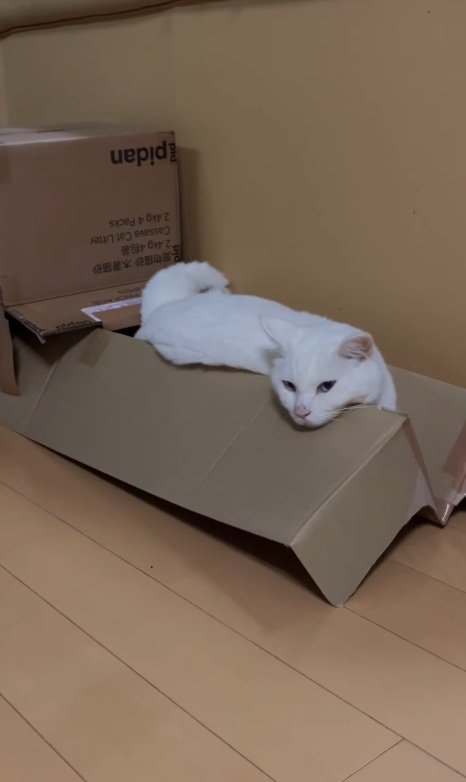 幸せそうな猫
