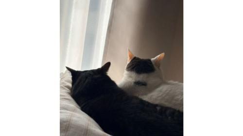 室内にいる猫たち