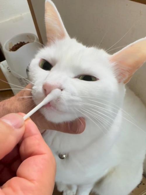お鼻のお手入れされる猫