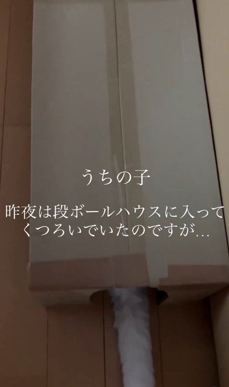 ダンボールハウスに入る猫