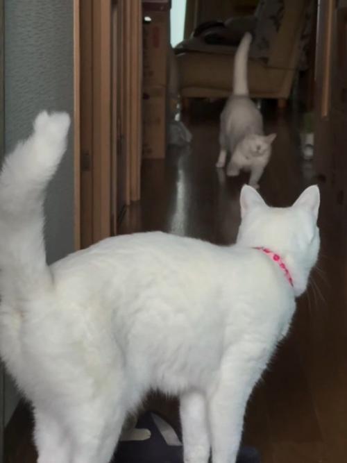 奥で伸びをする猫