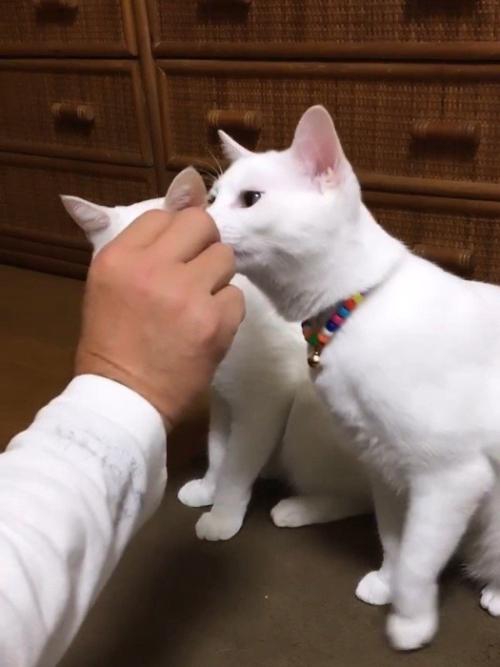 おやつをもらうカラフルな首輪の猫