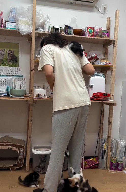 人間に登る子猫たち