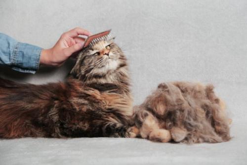 ブラッシングされる猫と大量の抜け毛
