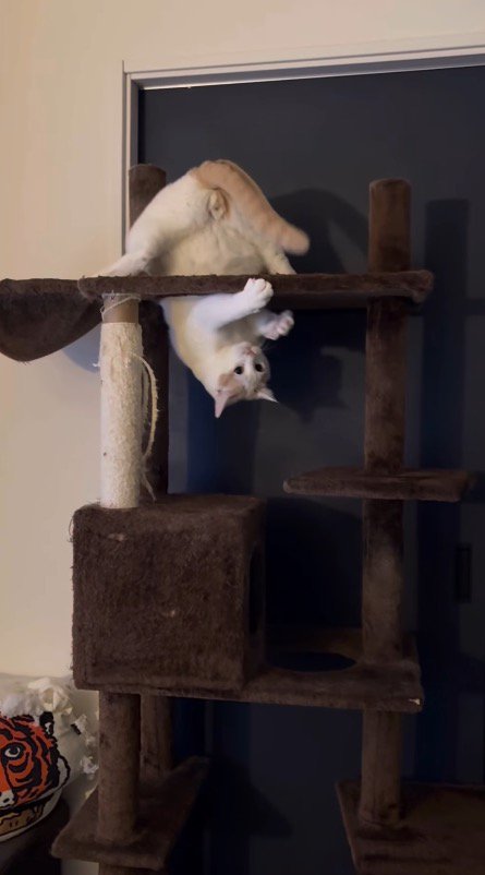 キャットタワーにつり下がりながら自分の尻尾でじゃれる猫
