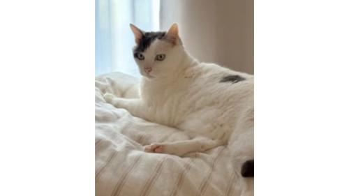 室内にいる猫