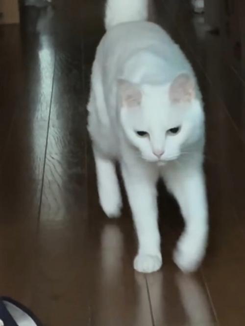 歩いてくる白猫