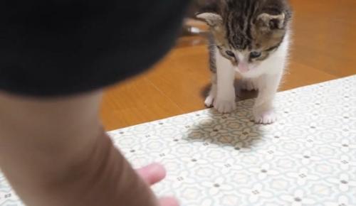 手を見ている子猫