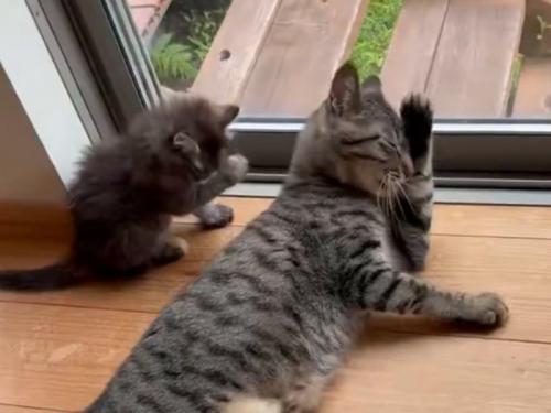 右手で顔を洗う子猫と左手で顔を洗う猫