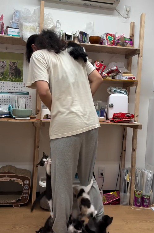 人間に登る子猫たち