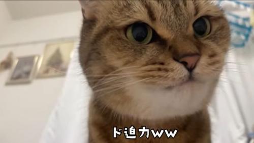 ド迫力みにら君
