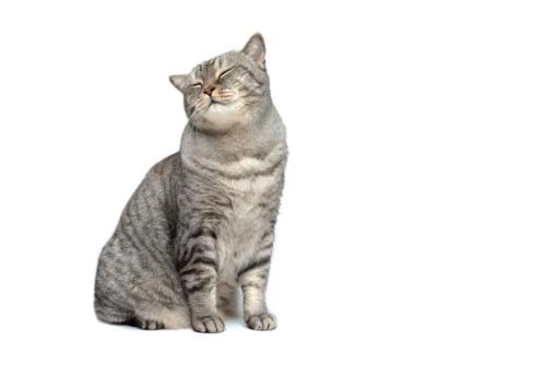 うたた寝している猫
