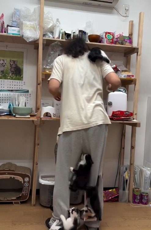 人間に登る子猫たち
