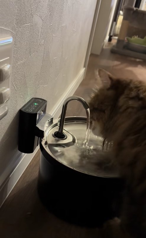 給水器で水を飲んでいる猫