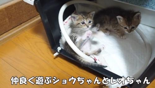 ケージの中にいる子猫