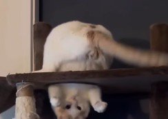 逆さまの体勢で自分のしっぽに前足を伸ばす猫