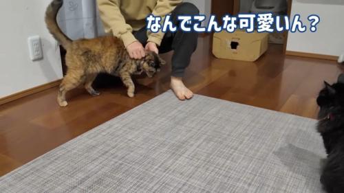 なんでこんな可愛いん？