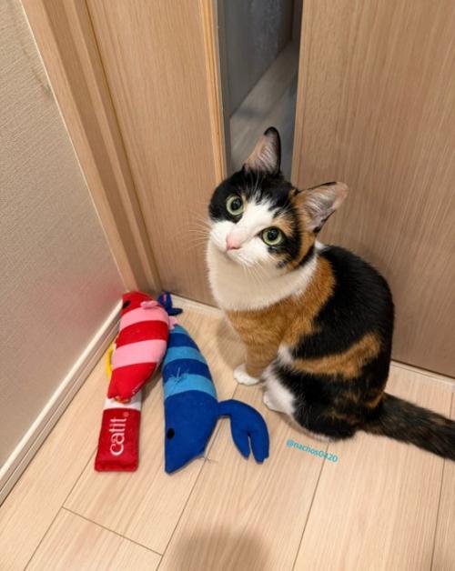 オモチャを持ってきたナツちゃん