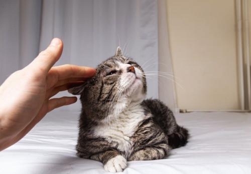 撫でられる老猫