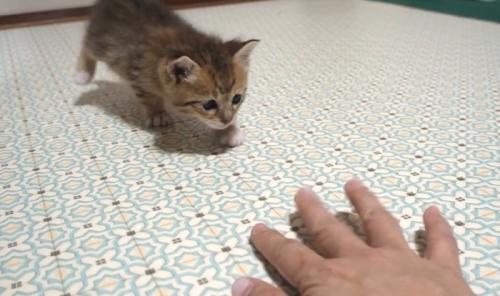 手を見ている子猫