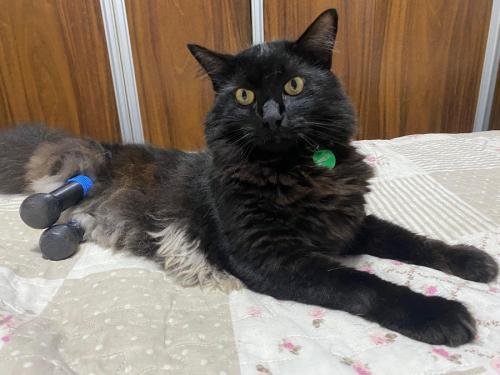 義足を付けた黒猫