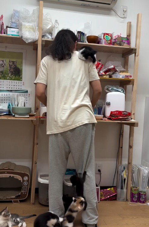 人間に登る子猫たち