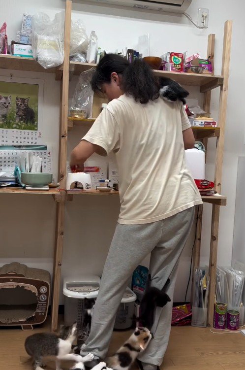人間に登る子猫たち