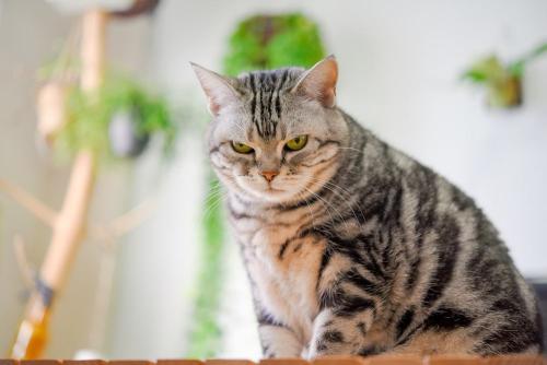 睨む猫