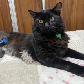 度重なる事故から奇跡的に生還し、「バイオニック猫」として猫生を謳歌　英王室領ジャージー島