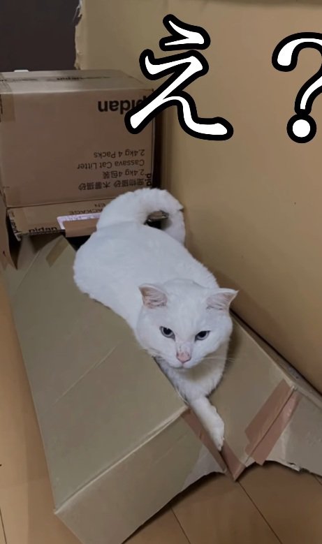 ダンボールハウスを壊す猫