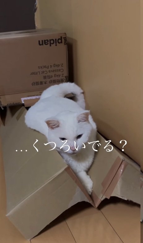 挟まる猫