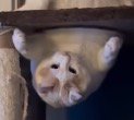 バランスを取るように動かなくなる猫