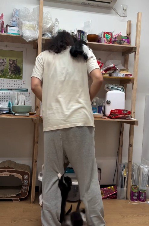 人間に登る子猫たち