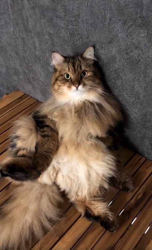 壁際でお腹を見せて座っている猫