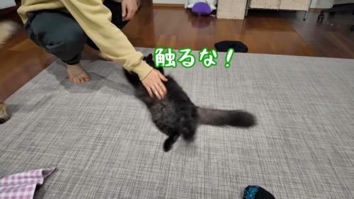 触るな！