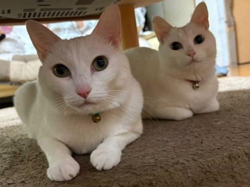 並んで座る2匹の猫