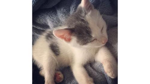 眠っている子猫