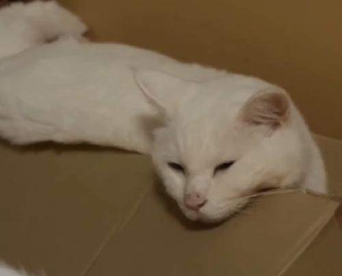 目を閉じる猫