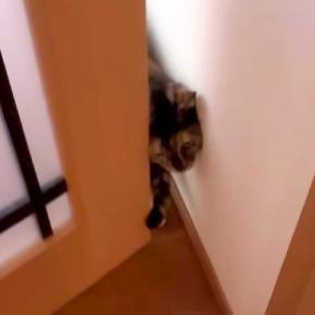 実家で猫と触れ合って帰宅したママ→愛猫がお出迎えしてくれて、次の瞬間…想定外な『まるで捜査官のような行動』に反響「鬼の匂いチェック」