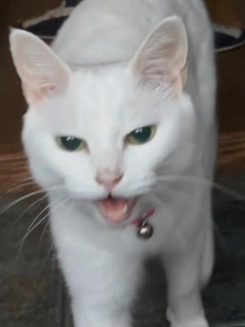 鳴く猫の顔