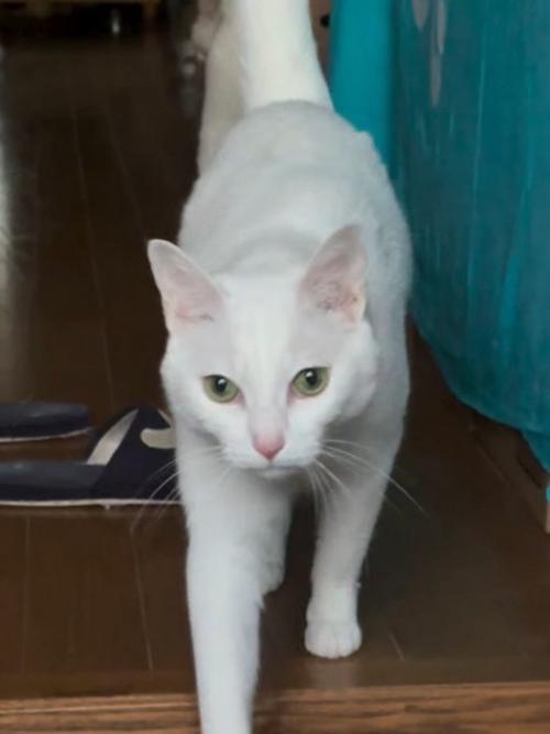 まっすぐ前を見てる猫