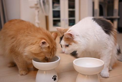 二匹でごはんを食べる猫