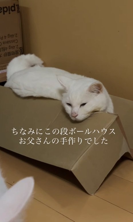 眠る猫