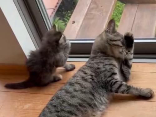 子猫と猫が左右対称に顔をなでる瞬間
